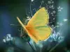 poema-borboletas-15