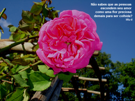 Flores Poesia De Amor Namoro E Datas Mensagens Cultura Mix