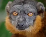 lemur-conservation-foundation-3