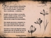 poemas-de-amor-da-florbela-espanca-5